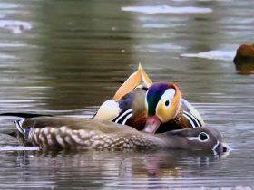 北大の池に　おしどり夫婦