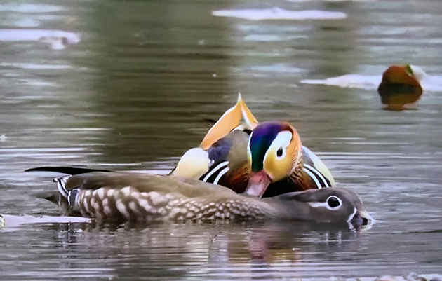 北大の池に　おしどり夫婦